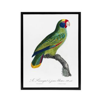 Artery8 Red & Blue Amazon Parrot Levaillant Framed Canvas Wall Art Print in White | Size: W24 x H32