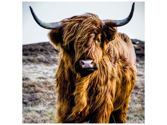 Schubiger M&ouml;bel Digitaldruck auf Glas Hochlandrind 95 x 95cm