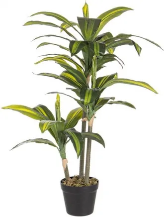 BIZZOTTO Bizzotto - Planta Dr&aacute;cena En Maceta 88 Cm 43 Hojas