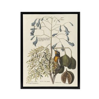 Artery8 Vintage Bird & Plant Illustration Catesby Black Framed Canvas Art in Beige | Size: W24 x H32