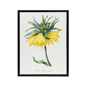 Artery8 Yellow Crown Imperial Flower Redoute Black Framed Canvas Wall Art in White | Size: W24 x H32