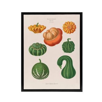 Artery8 Ornamental Gourds Kitchen Decor Ernst Benary Framed Canvas Wall Art in White | Size: W24 x H32