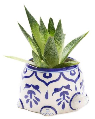 Matr Boomie Matr Boomie Lalita Mama Turtle Succulent Planter