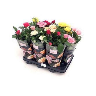 OEM X10 Rosal Mini Variados. 10 Unidades