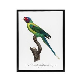 Artery8 The Plum Headed Parakeet Francois Levaillant Framed Canvas Wall Art in White | Size: W24 x H32