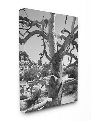 Stupell Industries Desert Tree Photograohy By In House Art Canvas Art