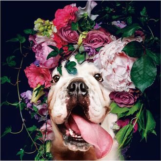 Schubiger M&ouml;bel Digitaldruck auf Glas Hund mit Buntem Blumenkranz