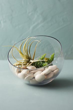 Terrain Angled Circular Terrarium, Medium