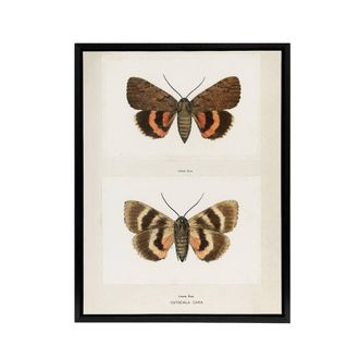 Artery8 Darling Underwing Moth Illustration Denton Framed Canvas Wall Art in White | Size: W24 x H32