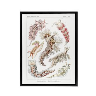 Artery8 Nudibranch Sea Slug Molluscs Haeckel Botanical Framed Canvas Wall Art in White | Size: W24 x H32