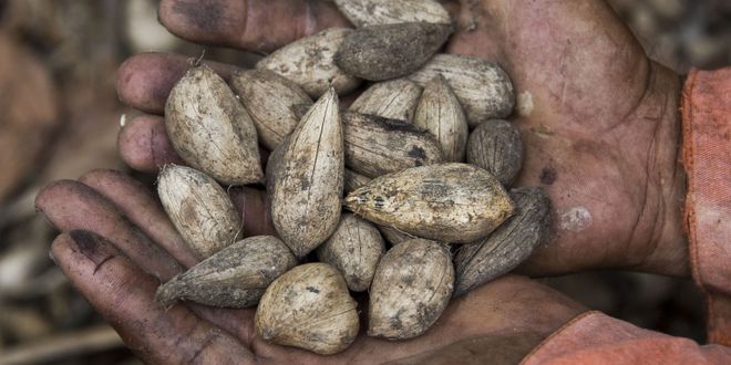 Hände die eine Frucht in der Hand halten.