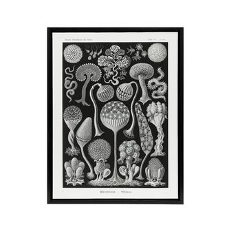 Artery8 Intricate Slime Molds Haeckel Botanical Black Framed Canvas Wall Art | Size: W24 x H32