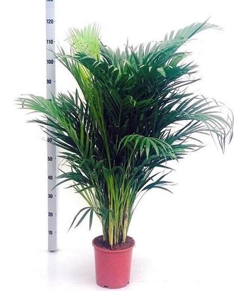 OEM Planta Natural Palmera Dypsis Lutescens. 120 Cm