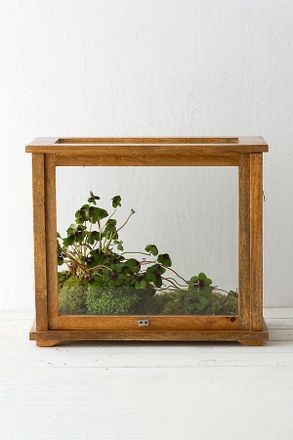 Terrain Specimen Case Terrarium