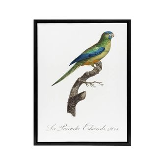 Artery8 Turquoise Ground Parakeet Levaillant Framed Canvas Wall Art Print in White | Size: W24 x H32