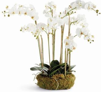 Napa Home & Garden Phalaenopsis Orchid Bowl Drop-In 35 in White at Nordstrom