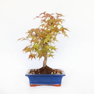 Kentis Kentis - Bonsai Acero Palmato Deshojo - Acer Palmatum - Vaso - h 30-35 cm Vaso &oslash; 19 cm