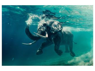 Schubiger M&ouml;bel Digitaldruck auf Acrylglas Schwimmender Elefant