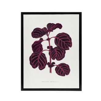 Artery8 AF Lydon B Fawcett Pink Achyranthes Verschaffeltii Framed Canvas Art in White | Size: W24 x H32