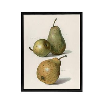 Artery8 Vintage Illustration of Pear Varieties Wright Framed Canvas Wall Art in White | Size: W24 x H32