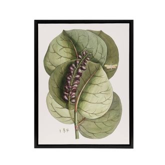 Artery8 Mangrove Grape Tree Vintage Botanical Catesby Framed Canvas Wall Art in Green | Size: W24 x H32