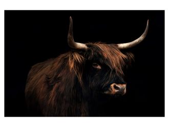 Schubiger M&ouml;bel Digitaldruck auf Glas Hochland Rind Auf Schwarz