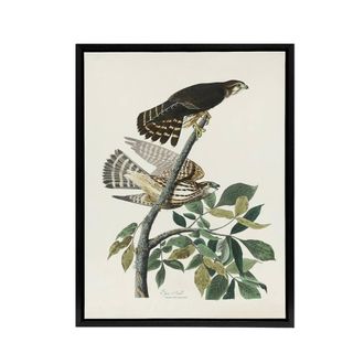 Artery8 Birds of America Pigeon Hawk Audubon Nature Black Framed Canvas Art in White | Size: W24 x H32