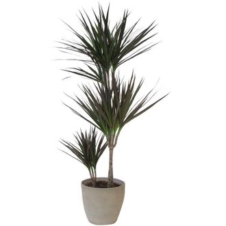 Kentis Dracaena Marginata Magenta con Vaso in Ceramica Taupe Stone - Piante Vere da Interni Purifica Aria - h 110-120 cm e Vaso &oslash; 21 cm