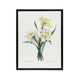 Artery8 Daffodil Floral Illustration Redoute Black Framed Canvas Wall Art in White | Size: W24 x H32