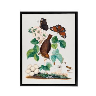 Artery8 House Wren Butterflies Beetle & Spider Bolton Framed Canvas Wall Art | Size: W24 x H32