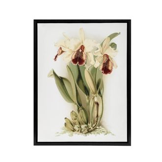 Artery8 Frederick Sander Cattleya Aurea Orchid Flowers Framed Canvas Art Print in White | Size: W24 x H32
