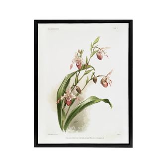 Artery8 Frederick Sander Selenipedium Weidlichianum Orchid Framed Canvas Art | Size: W24 x H32