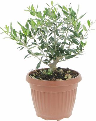 Kentis Olivo Bonsai con Vaso in Ceramica Scottish Moss - Olea Europaea - Piante Vere da Interno e Esterno - h 35-40 cm Vaso &oslash; 20 cm