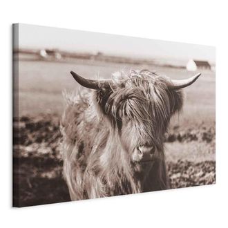 OEM Pintura - Vaca Escocesa En Sepia
