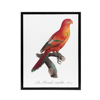 Artery8 The Crimson Shining Parrot Levaillant Framed Canvas Wall Art Print in White | Size: W24 x H32