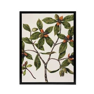 Artery8 New Zealand Tawhiri Karo Plant Artwork Featon Framed Canvas Wall Art in Beige | Size: W24 x H32