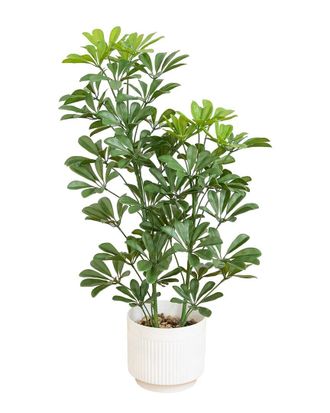 Nearly Natural 31In Uv-Resistant Artificial Schefflera Tree In Decorative Planter (Indoor/Outdoor)