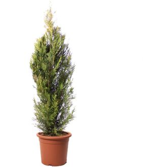 Kentis Pianta di Cipresso - Cupressocyparis Leylandii Pyramidalis Aurea - Piante Vere da Esterno - h 150-175 cm Vaso &oslash; 30 cm