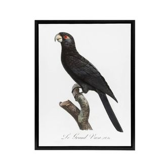 Artery8 The Greater Vasa Parrot Francois Levaillant Framed Canvas Wall Art in White | Size: W24 x H32