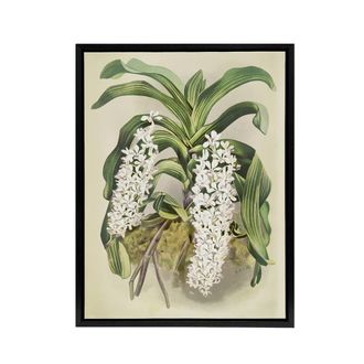 Artery8 F Sander Saccolabium Giganteum Orchid Flowers Framed Canvas Art Print | Size: W24 x H32