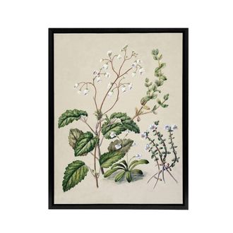 Artery8 New Zealand Swamp Mazus Flowering Plant Featon Framed Canvas Wall Art in Beige | Size: W24 x H32