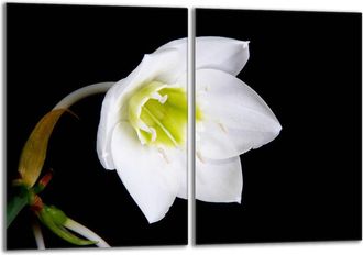 OEM Placa Protectora De Vidrio Para La Estufa 2x40x52 Orchidea