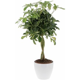 Kentis Schefflera Arboricola Gold Capella con Eco-Vaso Alaska - Pianta Tropicale Purifica Aria da Interno - h 75-85 cm Vaso &oslash; 19 cm