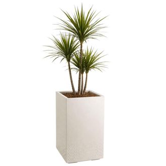 OEM Maceta Betonique Con Ruedas, Hormig&oacute;n Reciclado, Color Beige, 60 X 40 Cm
