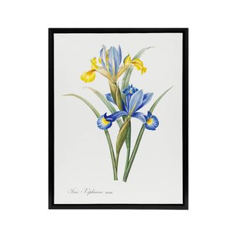 Artery8 Spanish iris Botanical Redoute Vintage Black Framed Canvas Wall Art in White | Size: W24 x H32