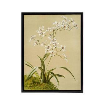 Artery8 Frederick Sander Odontoglossum Ramosissimum Orchid Framed Canvas Art | Size: W24 x H32