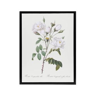 Artery8 White Rose Floral Illustration Redoute Vintage Framed Canvas Wall Art | Size: W24 x H32