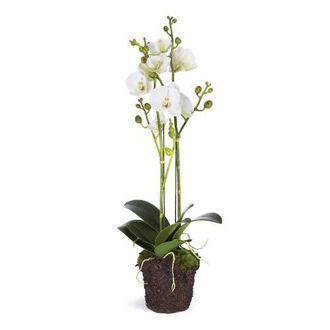 Napa Home & Garden Phalaenopsis X 2 Drop-In 23 in White at Nordstrom