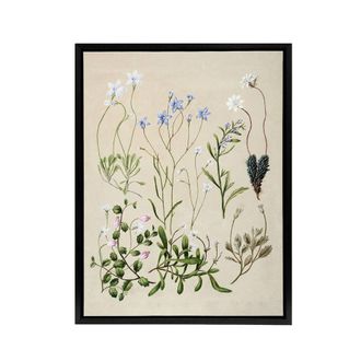 Artery8 New Zealand Perennial Wild Flowers Featon Framed Canvas Wall Art Print in Beige | Size: W24 x H32
