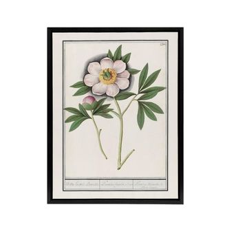 Artery8 Blooming Peony Flower Anselmus de Boodt Framed Canvas Wall Art Print in White | Size: W24 x H32